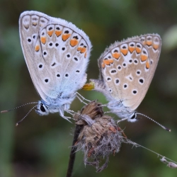 Politique environnementale et énergétique  